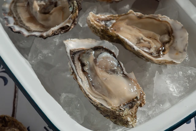 Can Pregnant Women Eat Oysters: 3 Benefits of Eating  