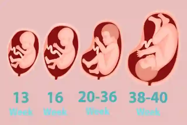 Fetal Development Week By Week: 40 Weeks of Development