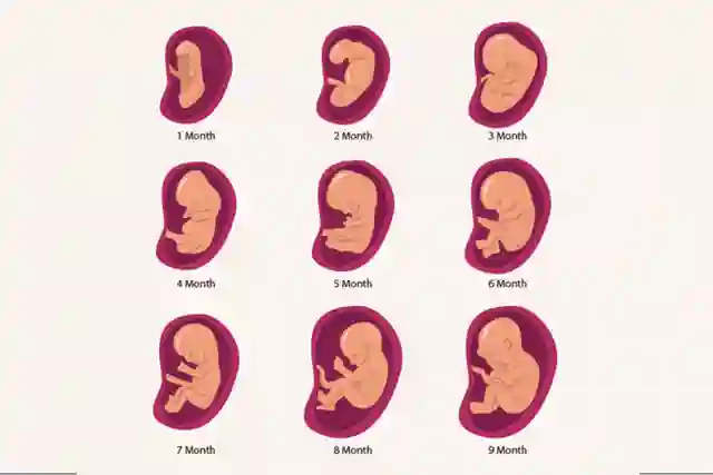 Fetal Development Week By Week: 40 Weeks of Development